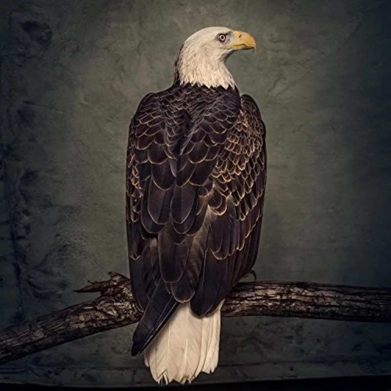 Clutch - Book Of Bad Decisions - LP