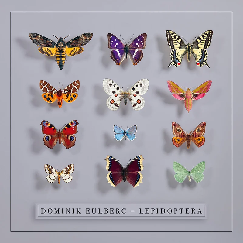 DOMINIK EULBERG - Lepidoptera - CD [NOV 7]