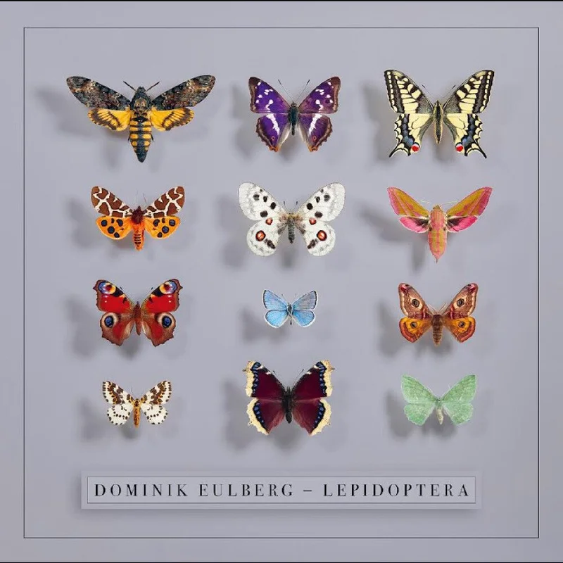 Eulberg, Dominik - Lepidoptera [CD]