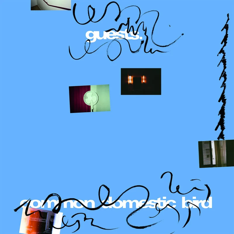 GUESTS - Common Domestic Bird - LP - Vinyl [APR 10]