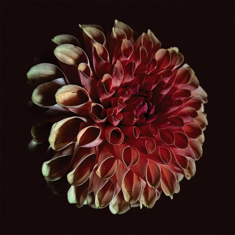 JESSICA MOSS - Unfolding - LP - 180g Vinyl [NOV 7]