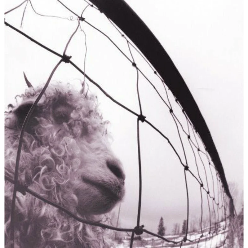 Pearl Jam - VS - LP