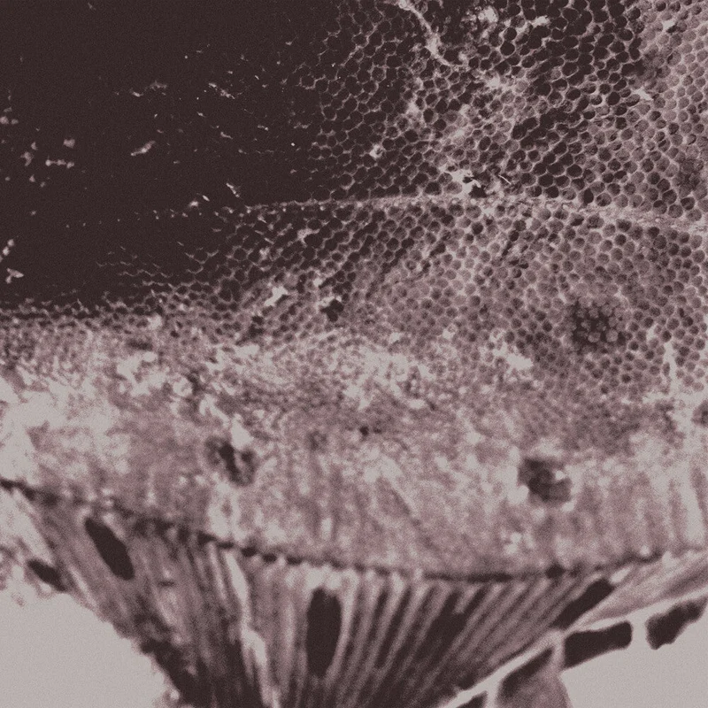 Pre-Order: Mark Ijzerman - Flounder Maps [LP]
