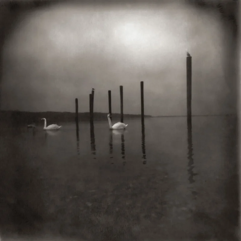 Pre-Order: Om - Conference Of The Birds [LP]