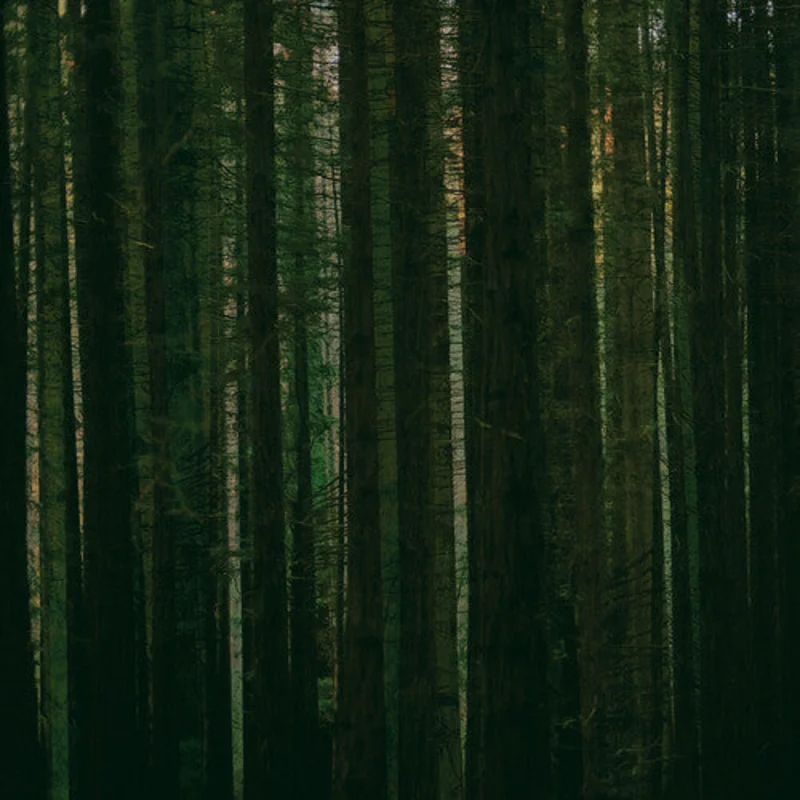 The Paper Kites - Evergreen [RSD2024]